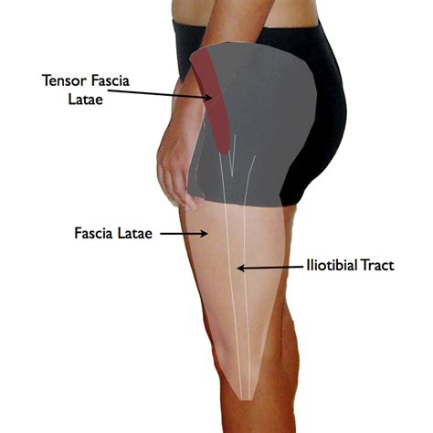The Tensor Fasciae Latae is a superficial muscle located in the horse’s hindquarter. It is complex in nature due to its multiple attachments. The muscle originates at the Tuber Coxae [Point of Hip] - sharing a partial partnership with the Superficial Gluteal. It has direct insertions at the Fascia Latae and Crural Fascia of the Limb as well ...